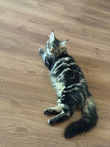 Maine Coon (3 foto / 3)
