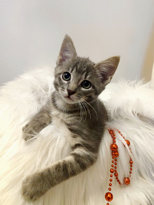 Котенок 2 месяца (6 фото из 9)