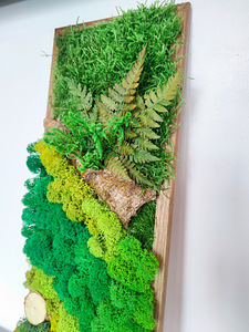 Stabiliseeritud sammal, samblapilt, ECO dekoor. (6 foto / 10)