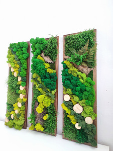 Stabiliseeritud sammal, samblapilt, ECO dekoor. (9 foto / 10)