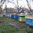 Вулики з бджолами (фото #1)
