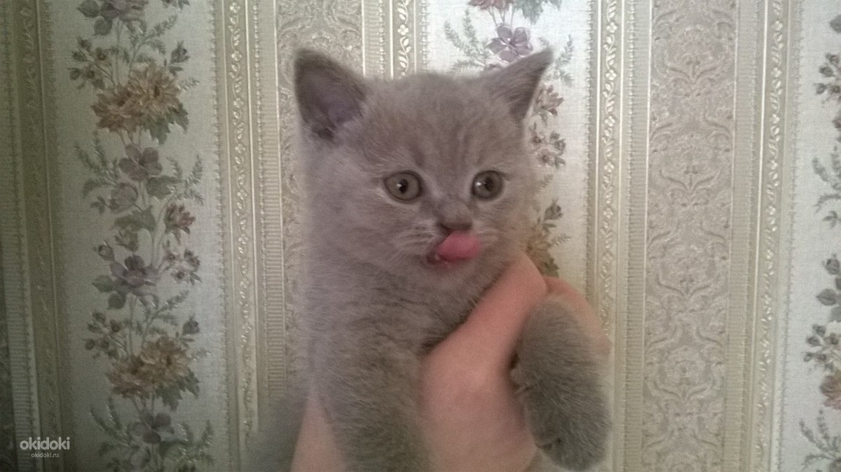 Британский котенок, девочка, лилового цвета (фото #1)