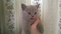 Британский котенок, девочка, лилового цвета