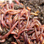 Красный калифорнийский червь (фото #1)