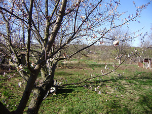Оселя (4 фото з 8)