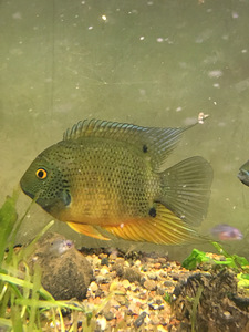Roheline severum (1 foto / 1)