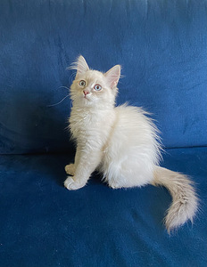 Продам сибирских котят (6 фото из 6)