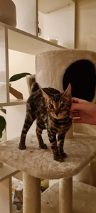 Бенгальская кошка (1 фото из 1)