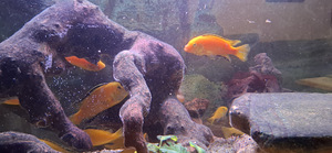 Аквариумные рыбы Labidochromis sp. yellow (1 фото из 1)