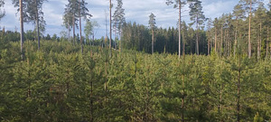 Võsalõikus , niitmine (6 foto / 6)