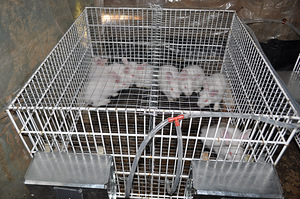 Клетки для кроликов распродажа