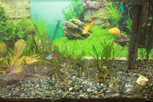 Akvaarium 60 l välisfiltriga JBL CristalProfi e702 (3 foto / 3)