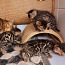 Bengālijas kaķēni (foto #2)