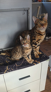 Бенгальские котята (7 фото из 7)