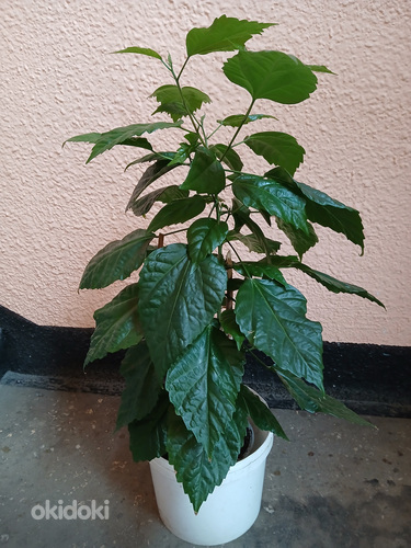 Roosilill