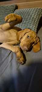 Ungari lühikarvaline vizsla (1 foto / 6)