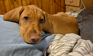 Ungari lühikarvaline vizsla (3 foto / 6)