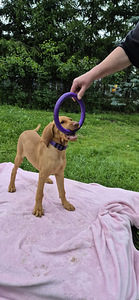 Ungari lühikarvaline vizsla (5 foto / 6)