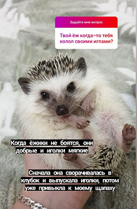 Африканский ежик (2 фото из 4)