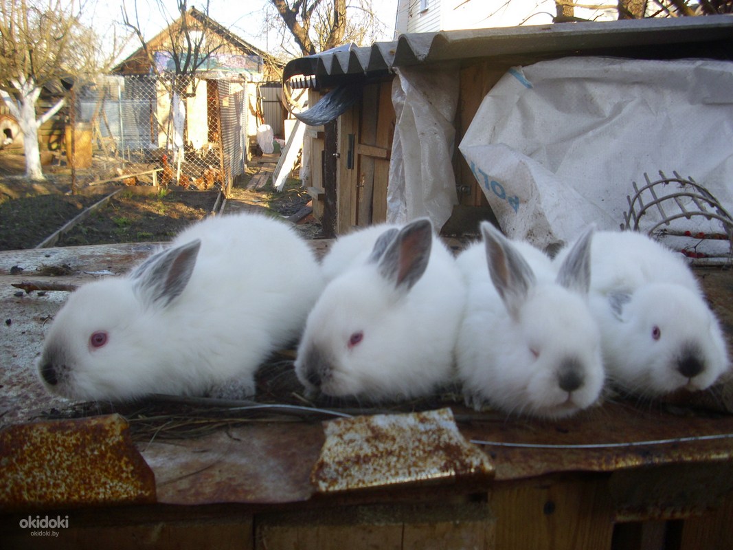 К чему снятся кролики во сне женщине. Приснился кролик. Сон кролики живые. К чему снятся кролики. 5 Кроликов.