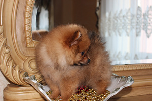 Pomeranian spits (4 foto / 5)