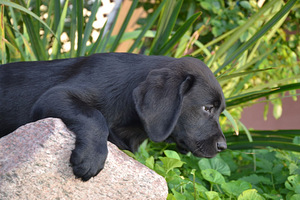 Labradori retriiver (7 foto / 7)