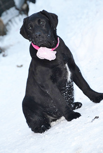 Labradori retriiver (4 foto / 9)