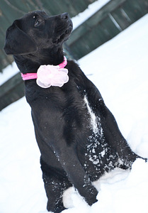 Labradori retriiver (8 foto / 9)