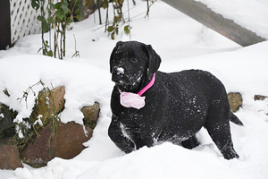 Labradori retriiver (9 foto / 9)