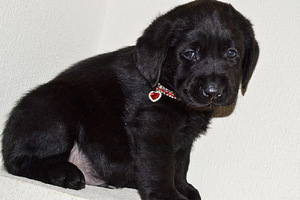 Labradori retriiver (2 foto / 9)