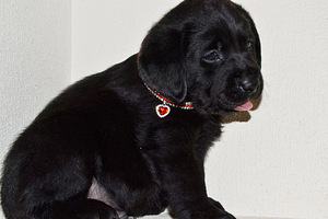 Labradori retriiver (5 foto / 9)