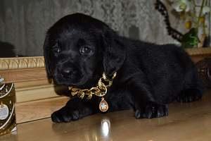 Labradori retriiver (6 foto / 9)