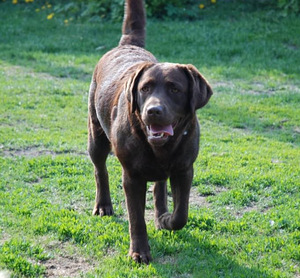 Labradori retriiver (8 foto / 9)