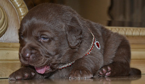 Labradori retriiver (3 foto / 7)