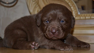 Labradori retriiver (6 foto / 7)
