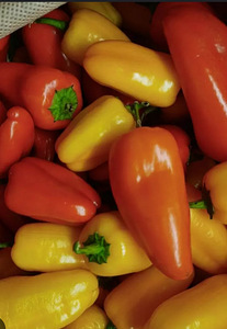 Müün paprika, tomati, kurgi, juurvilja üdi istikuid.