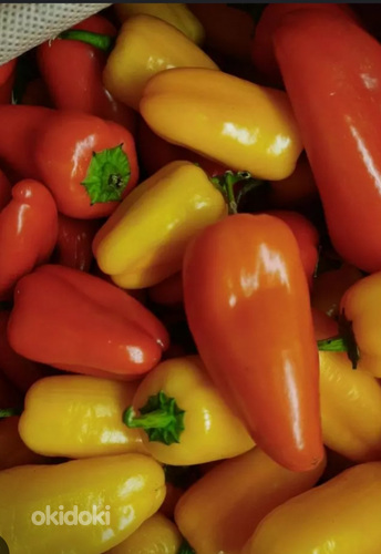 Продам рассаду перцев, томатов, огурцов, кабачков. (фото #3)
