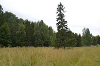 Лесной участок на Дмитровке. 40 км от МКАД эко-поселок