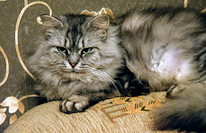 Кошечка ищет дом