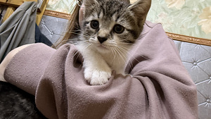 Котята (5 фото из 6)