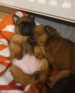 Petit Brabancon (Griffon) puppies (3 foto / 7)
