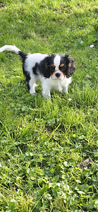 Kavaliera Kinga Čārlza spaniels (3 foto no 5)