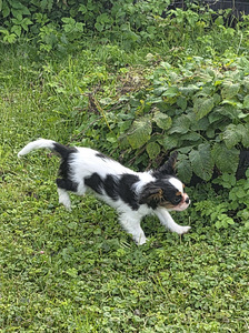 Kavaliera Kinga Čārlza spaniels (5 foto no 5)