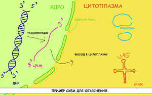 Репетитор по биологии (1 фото из 3)