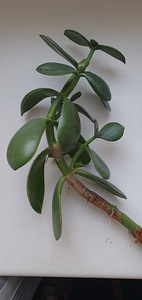 Crassula ovata. Денежное дерево. Суккулент. Растение (1 фото из 3)