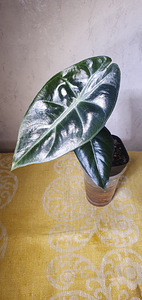 Alocasia pink dragon . Taim (5 foto / 5)