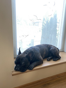 Prantsuse buldog isane otsib paaritust (4 foto / 8)