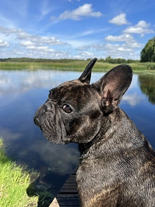 Prantsuse buldog isane otsib paaritust (7 foto / 8)