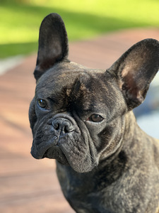 Prantsuse buldog isane otsib paaritust (5 foto / 8)
