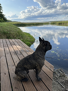 Prantsuse buldog isane otsib paaritust (3 foto / 8)